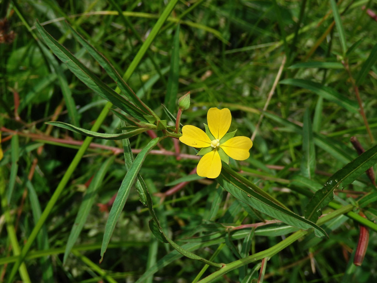 Zakucelka (Ludwigia longifolia (DC.) Hara)