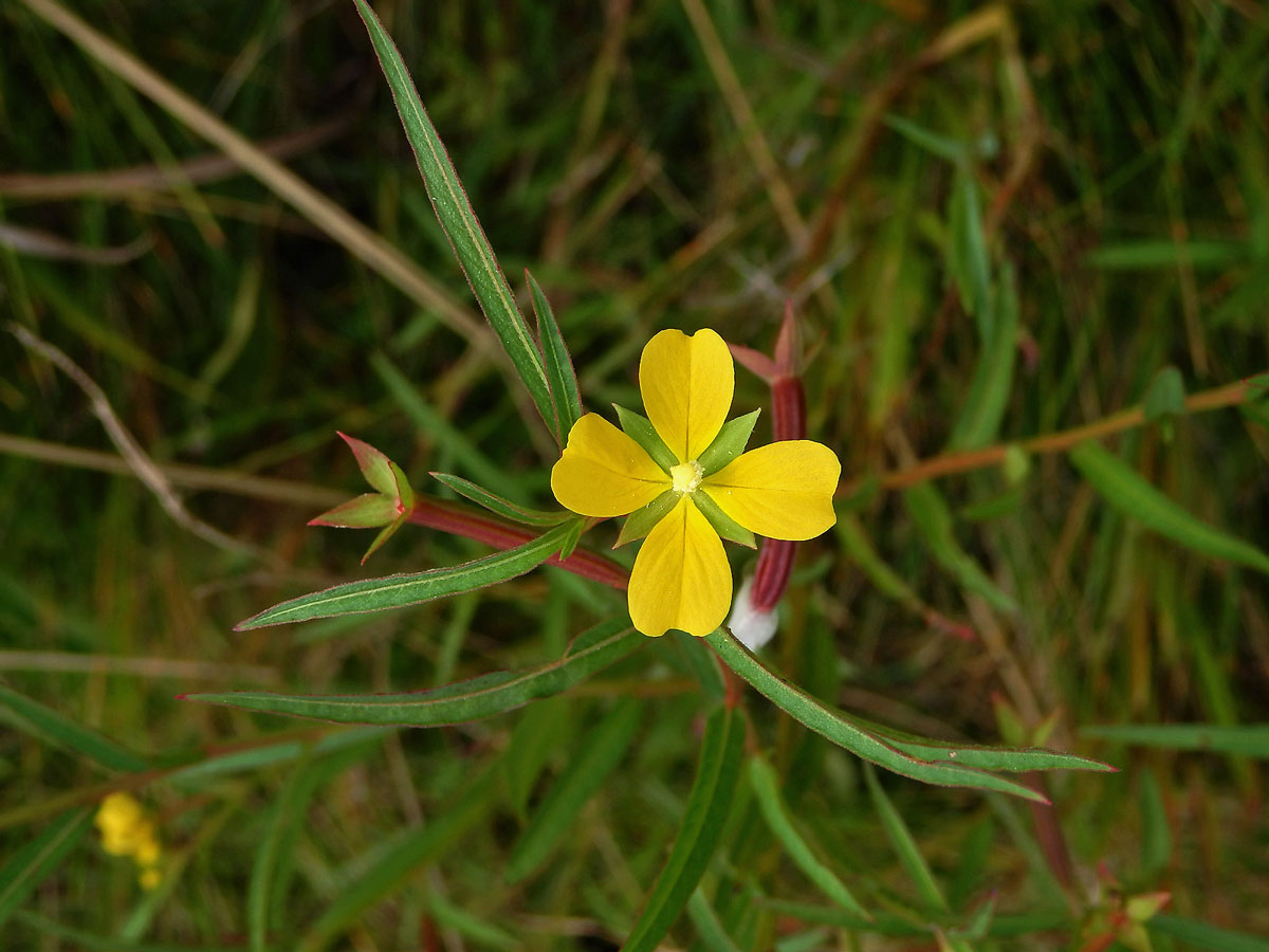 Zakucelka (Ludwigia longifolia (DC.) Hara)