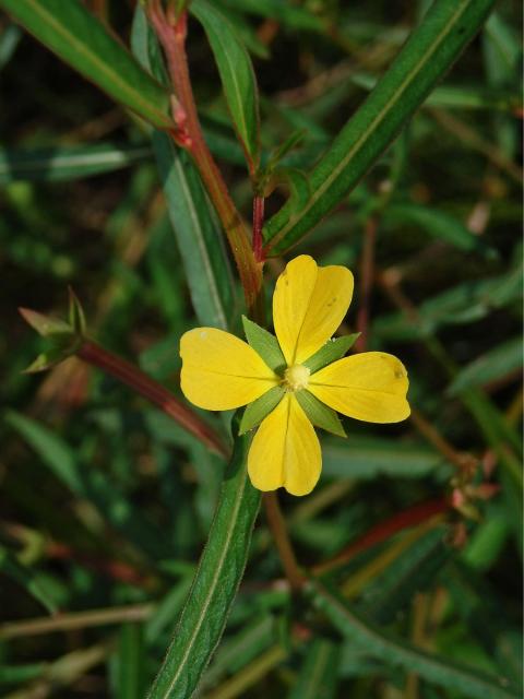 Zakucelka (Ludwigia longifolia (DC.) Hara)