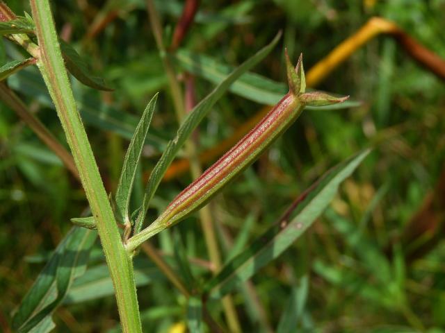 Zakucelka (Ludwigia longifolia (DC.) Hara)