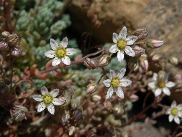 Rozchodník sivý (Sedum dasyphyllum L.)