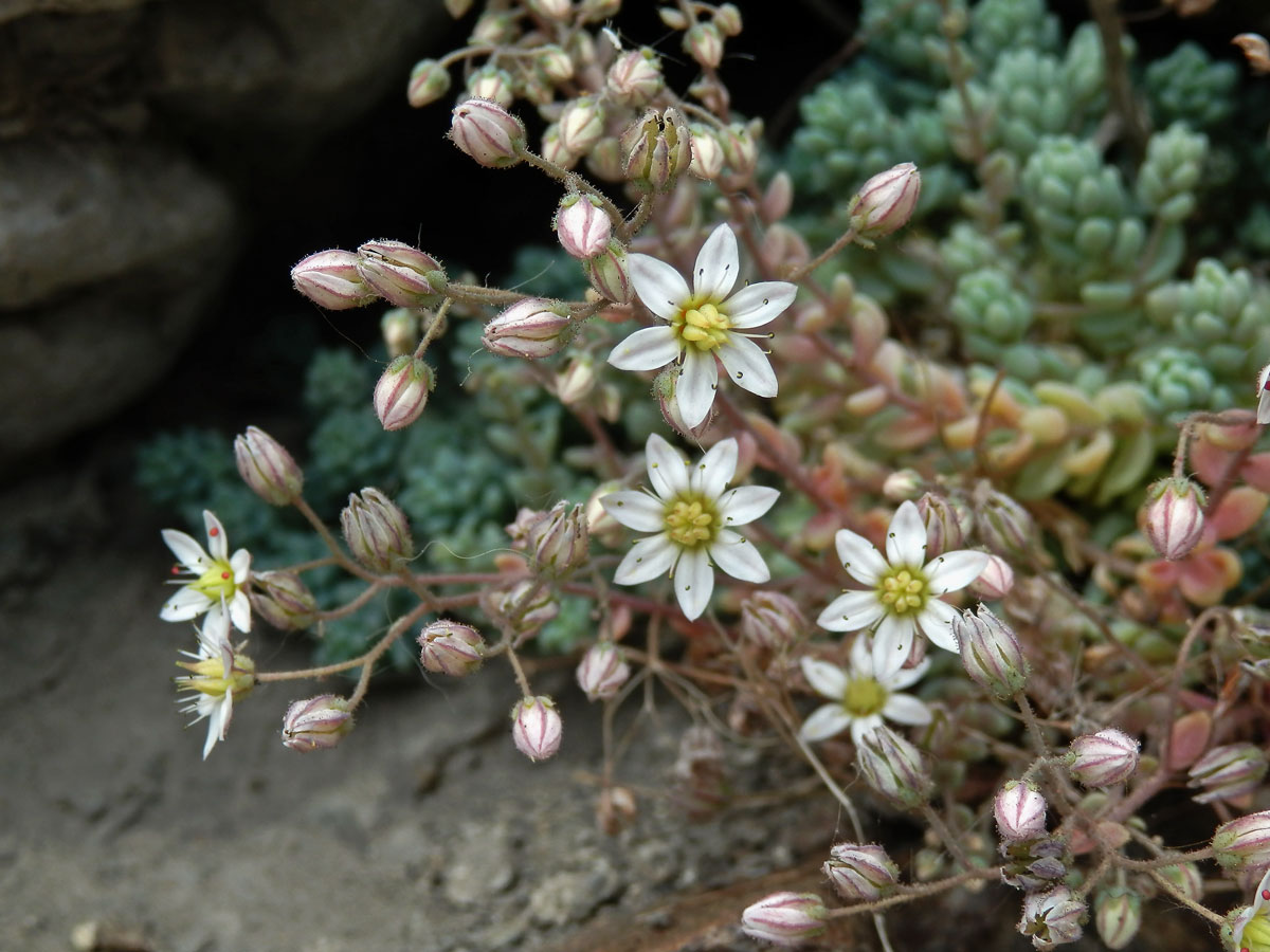 Rozchodník sivý (Sedum dasyphyllum L.)