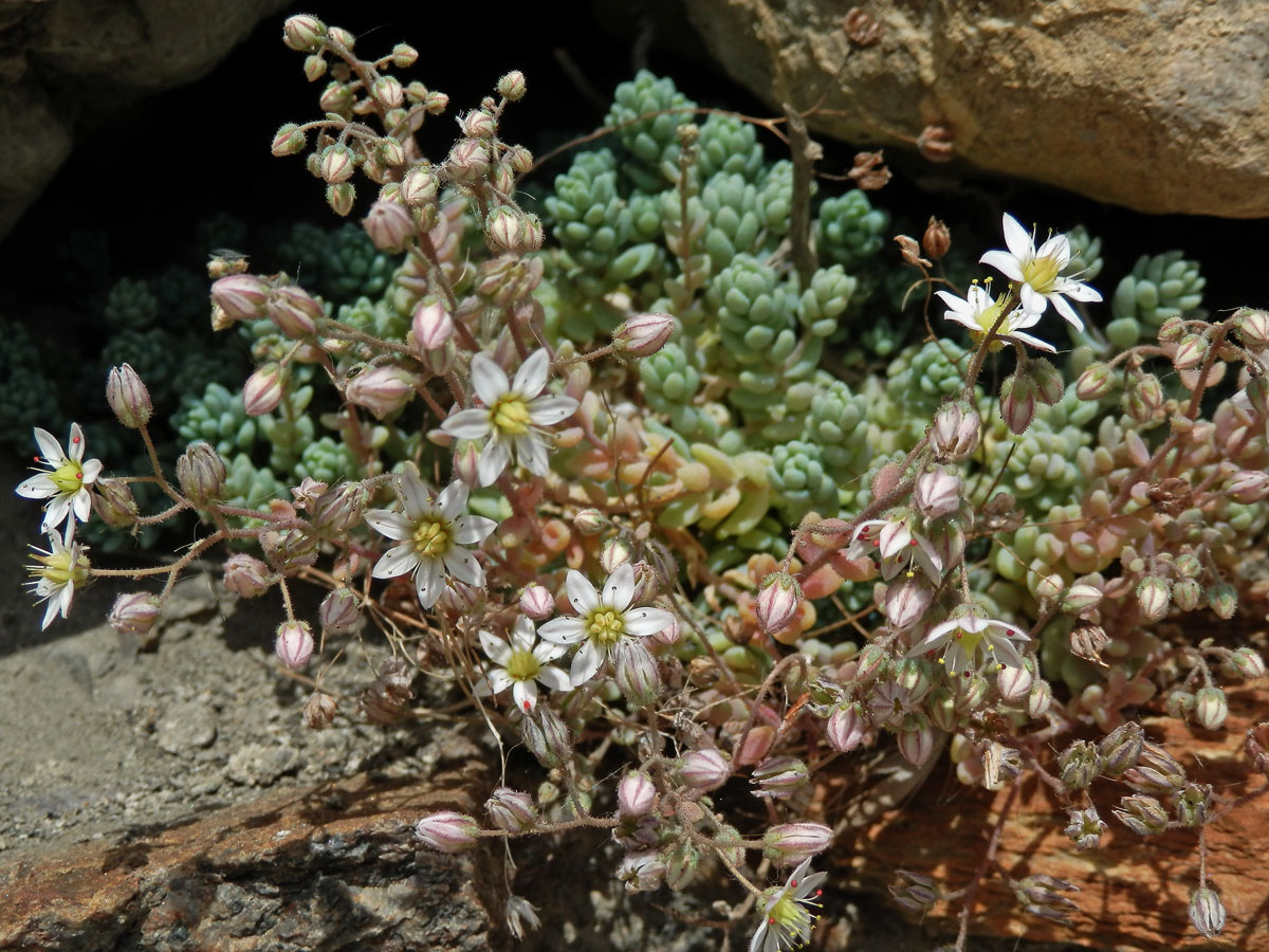 Rozchodník sivý (Sedum dasyphyllum L.)