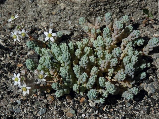 Rozchodník sivý (Sedum dasyphyllum L.)