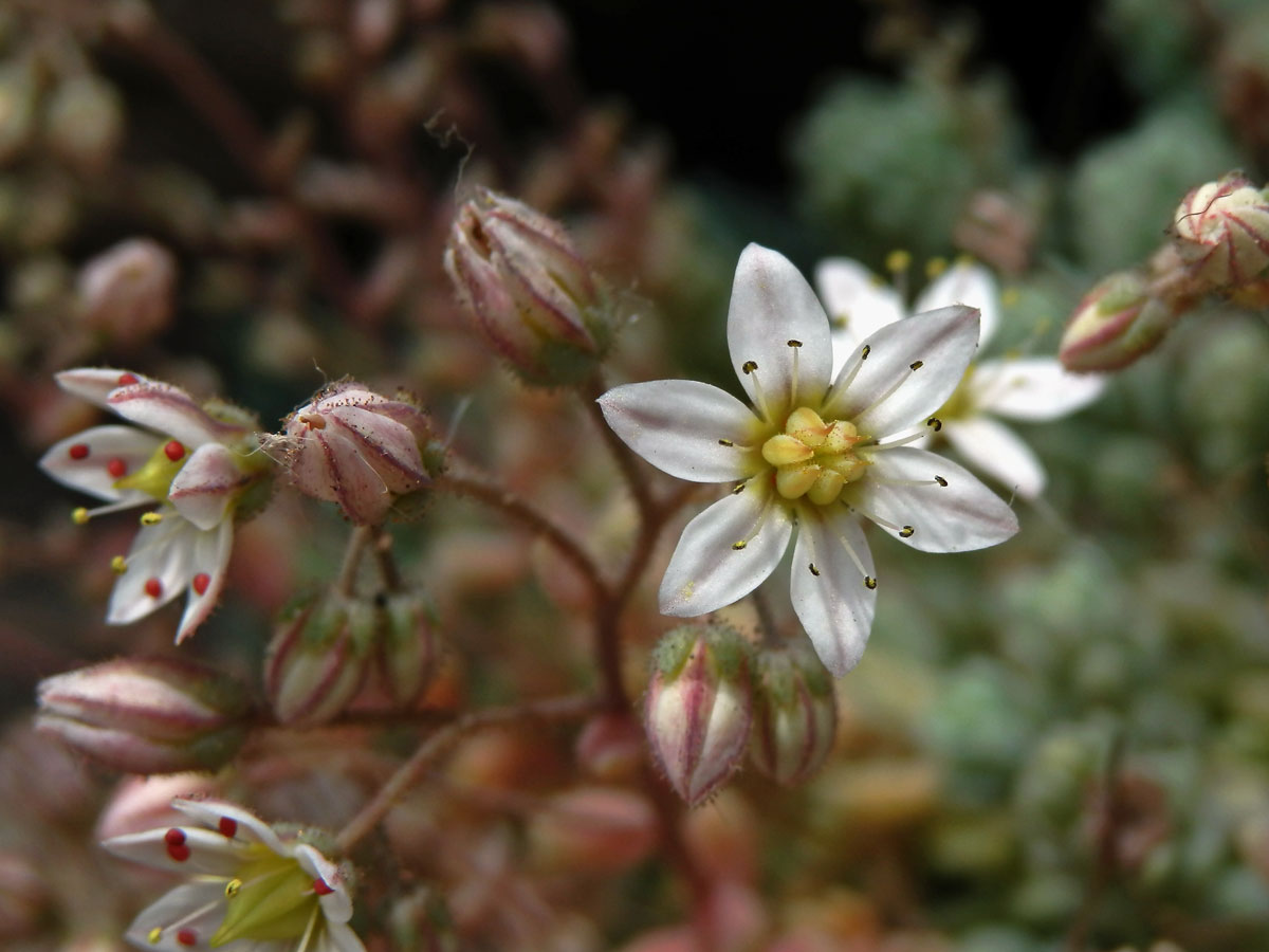 Rozchodník sivý (Sedum dasyphyllum L.)