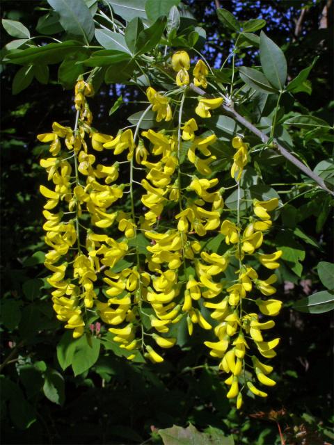 Štědřenec odvislý (Laburnum anagyroides Med.)