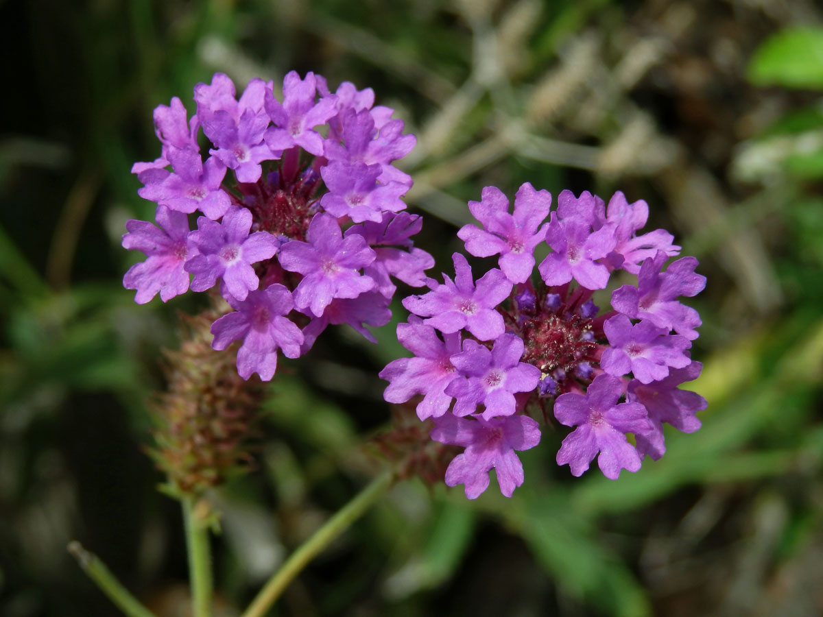 Sporýš tuhý (Verbena rigida Spreng.)