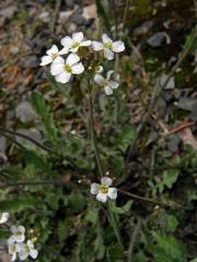 Řeřišničník písečný (Cardaminopsis arenosa (L.) Hayek)