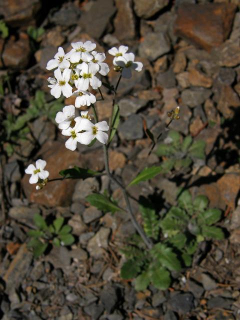 Řeřišničník písečný (Cardaminopsis arenosa (L.) Hayek)