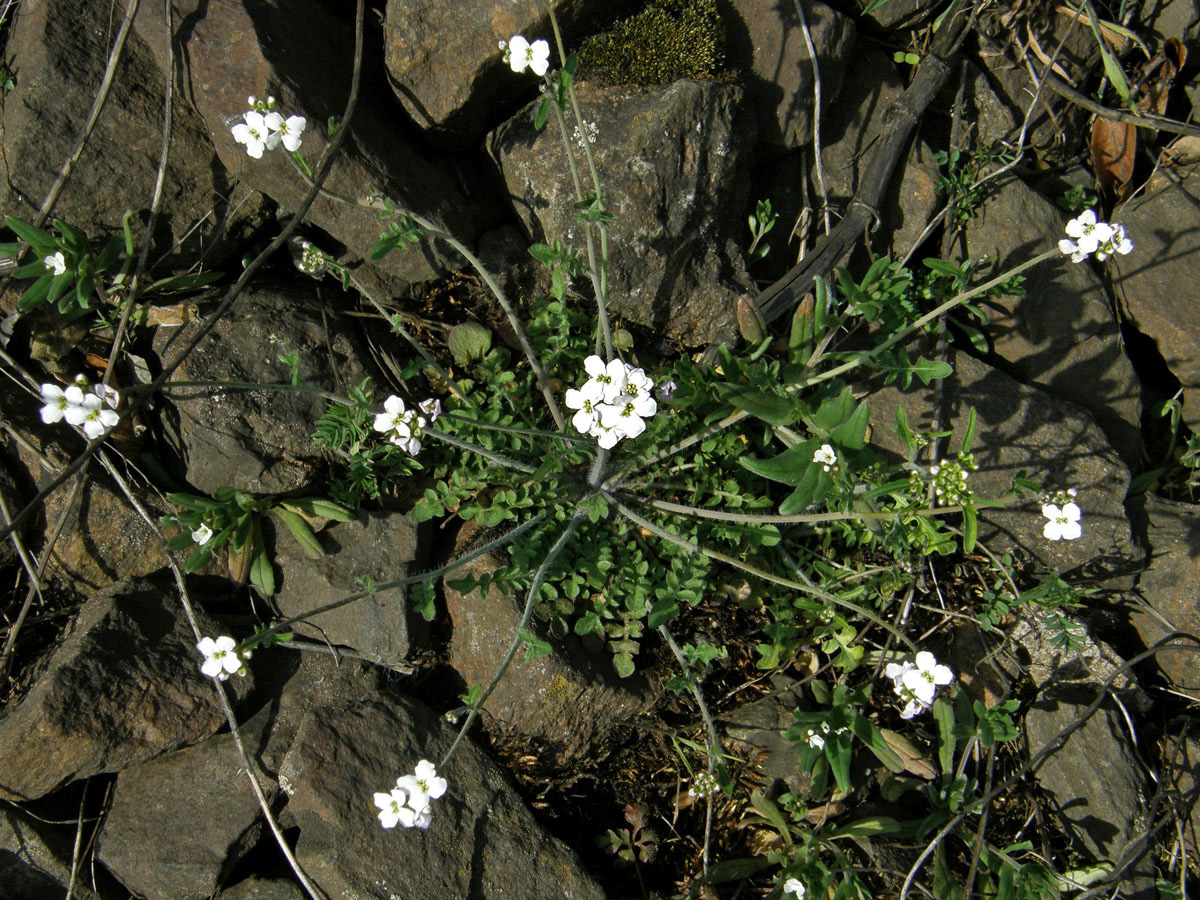 Řeřišničník písečný (Cardaminopsis arenosa (L.) Hayek)