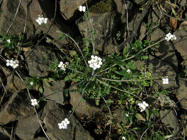 Řeřišničník písečný (Cardaminopsis arenosa (L.) Hayek)