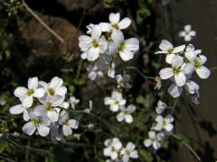 Řeřišničník písečný (Cardaminopsis arenosa (L.) Hayek)