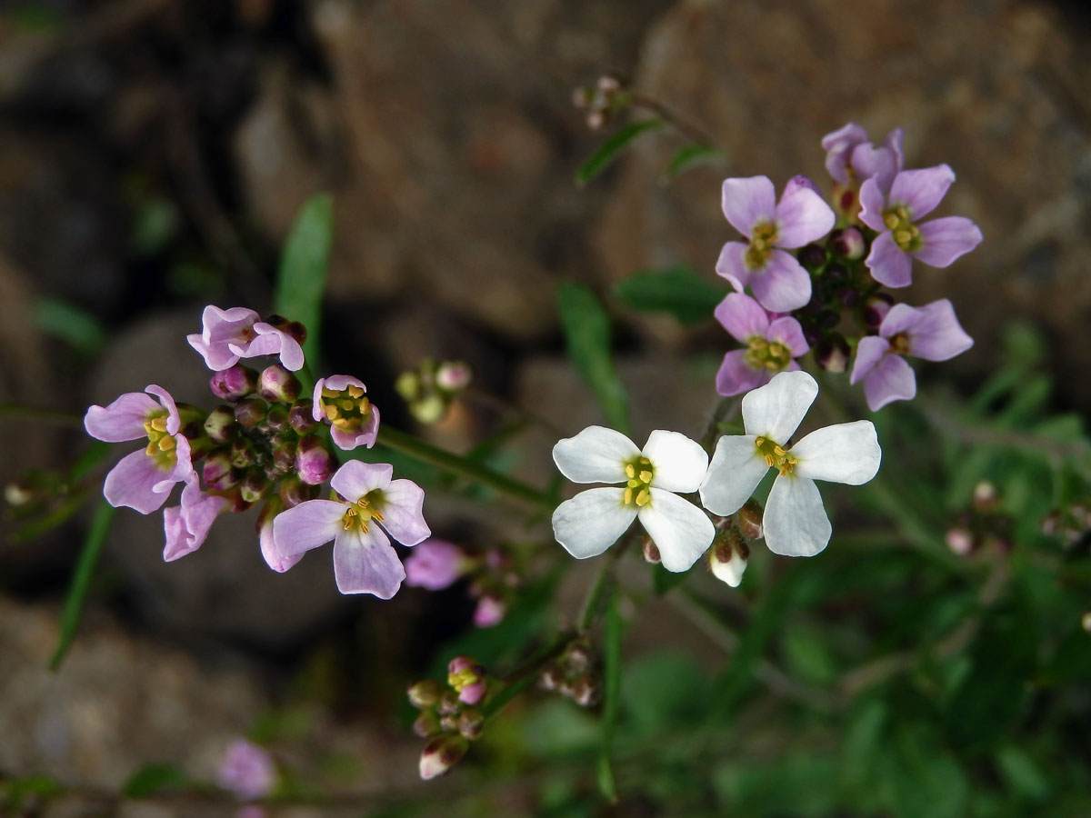 Řeřišničník písečný (Cardaminopsis arenosa (L.) Hayek)