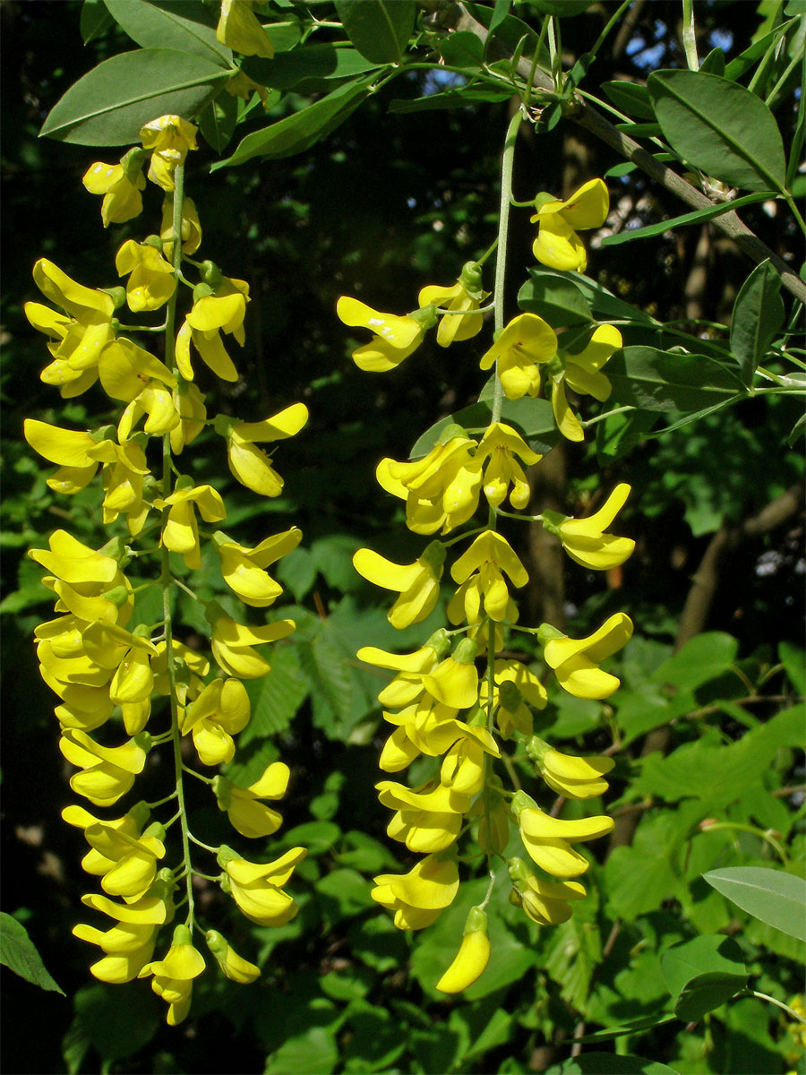 Štědřenec odvislý (Laburnum anagyroides Med.)