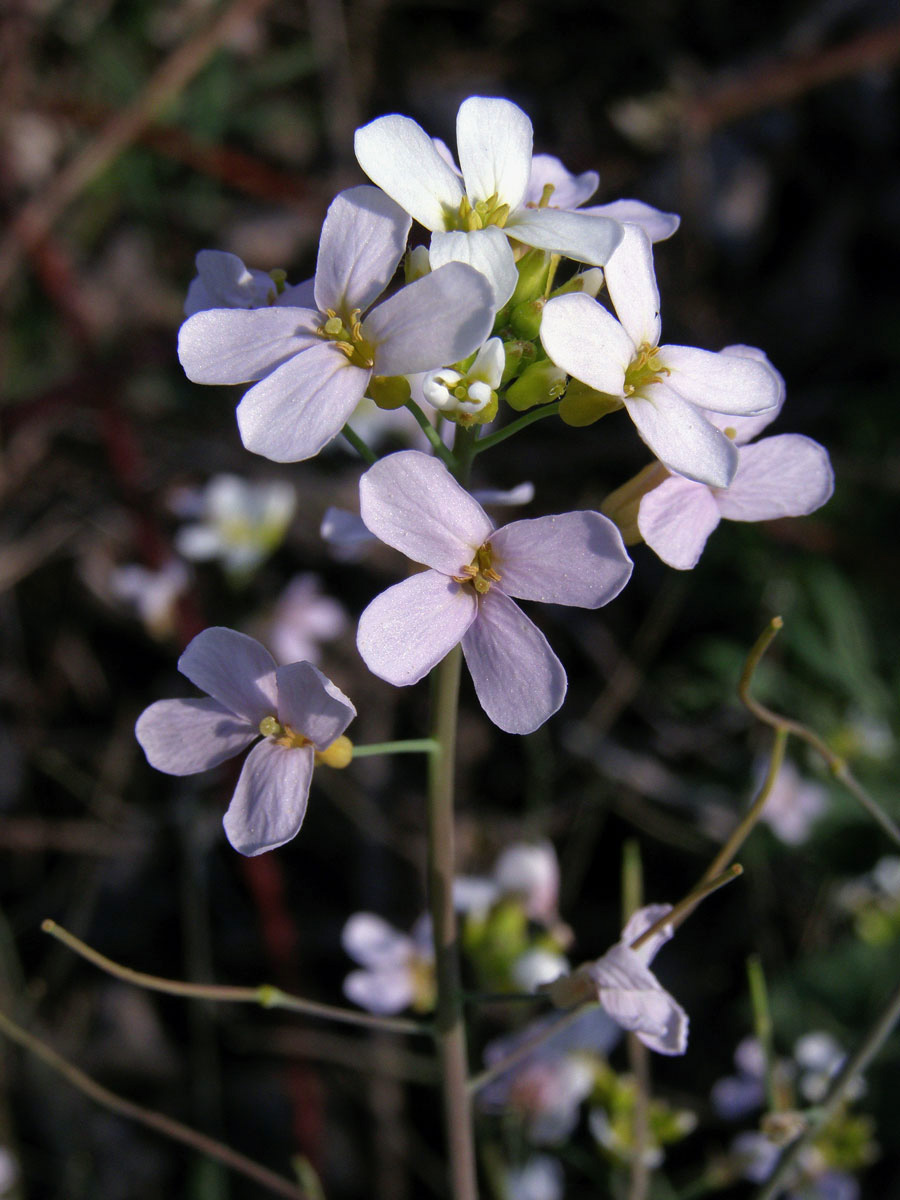 Řeřišničník písečný (Cardaminopsis arenosa (L.) Hayek)