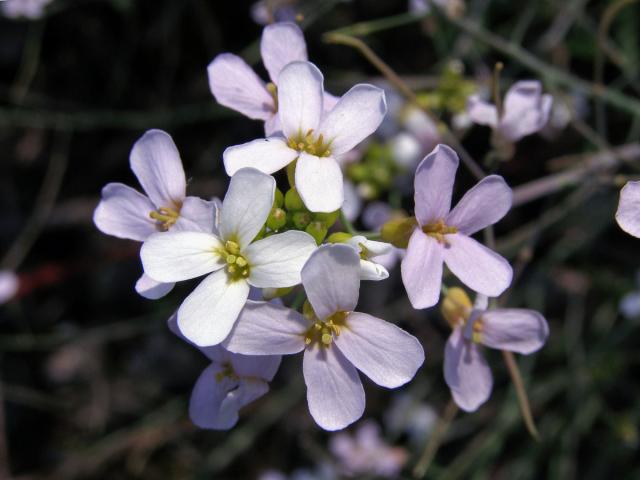 Řeřišničník písečný (Cardaminopsis arenosa (L.) Hayek)