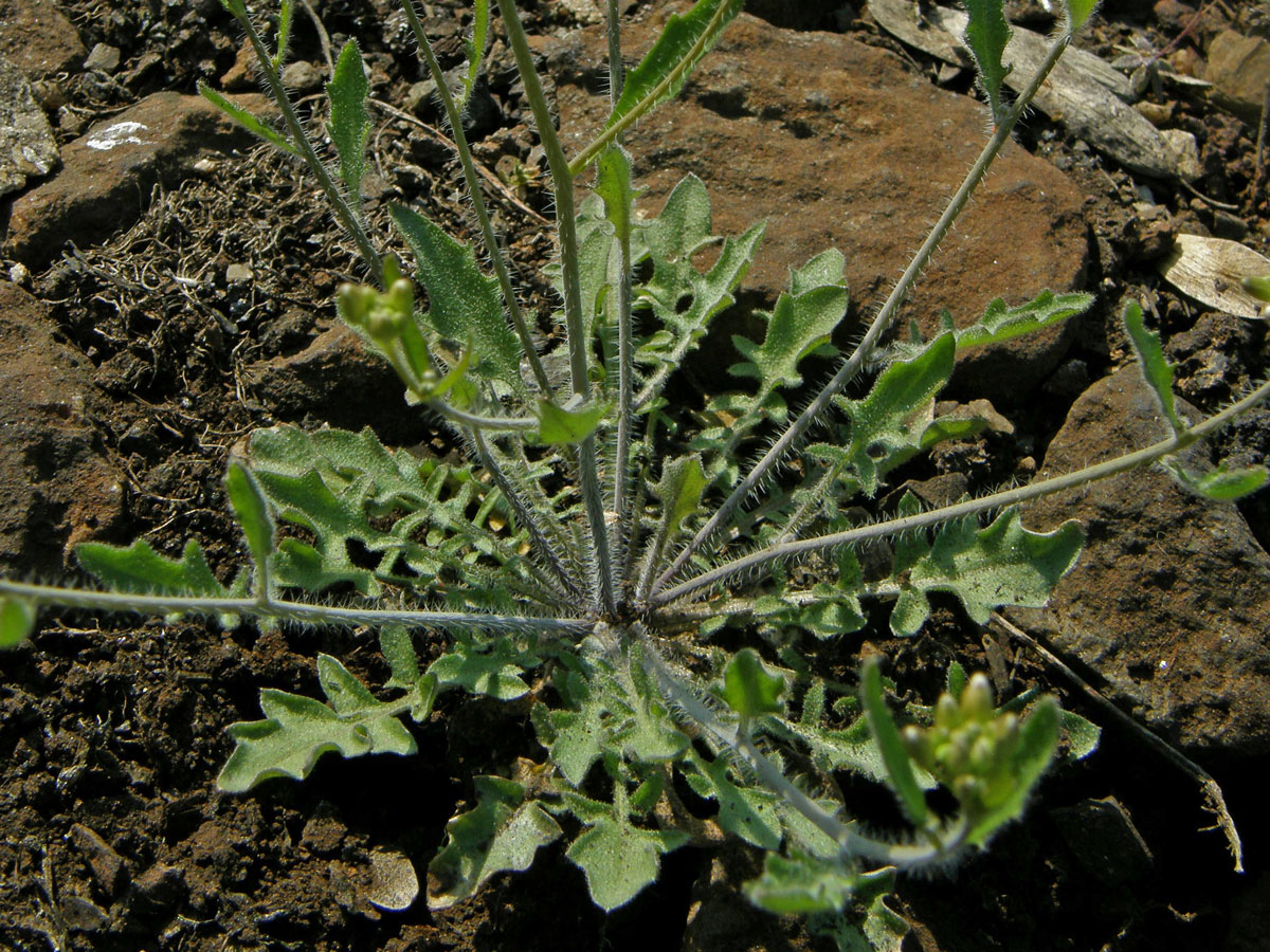 Řeřišničník písečný (Cardaminopsis arenosa (L.) Hayek)