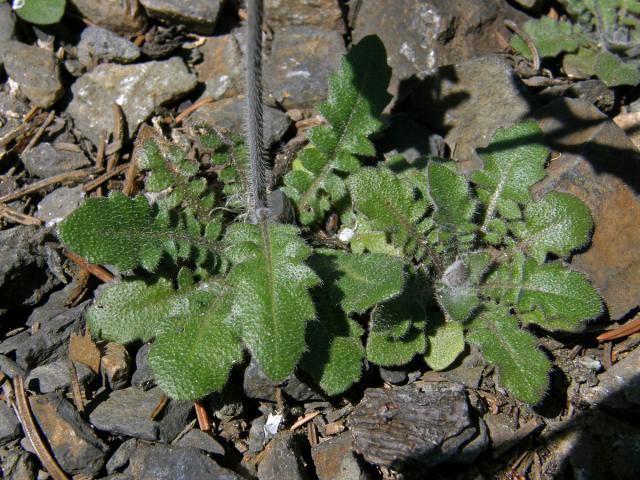 Řeřišničník písečný (Cardaminopsis arenosa (L.) Hayek)