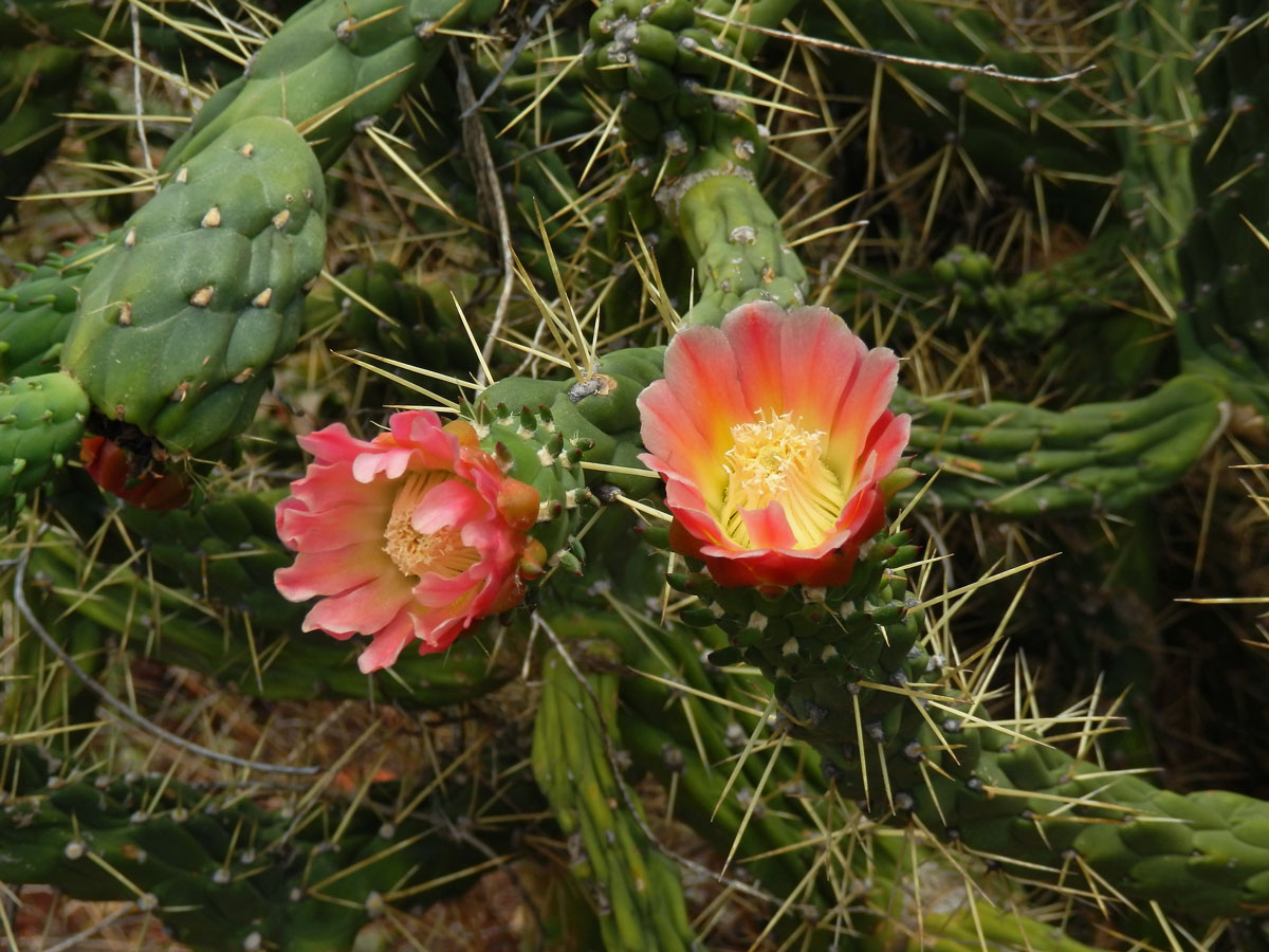 Opuncie větevnatá (Austrocylindropuntia subulata (Muehlenpf.)