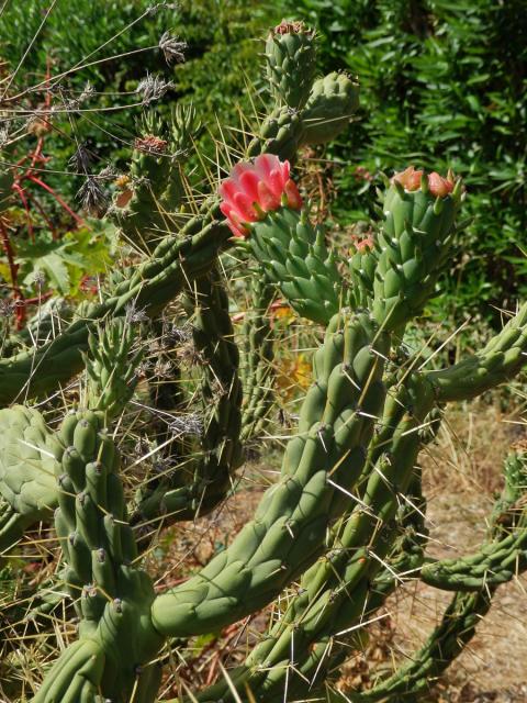 Opuncie větevnatá (Austrocylindropuntia subulata (Muehlenpf.)