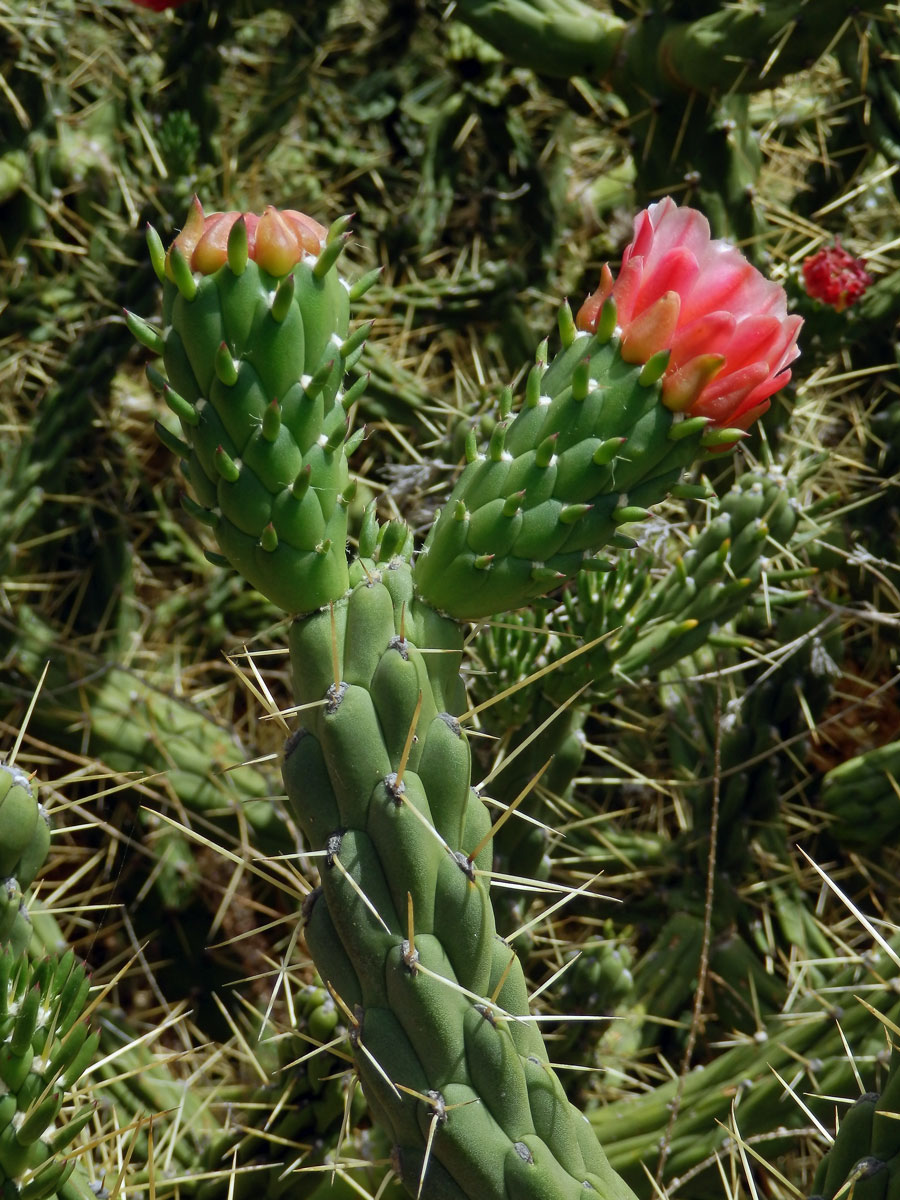 Opuncie větevnatá (Austrocylindropuntia subulata (Muehlenpf.)