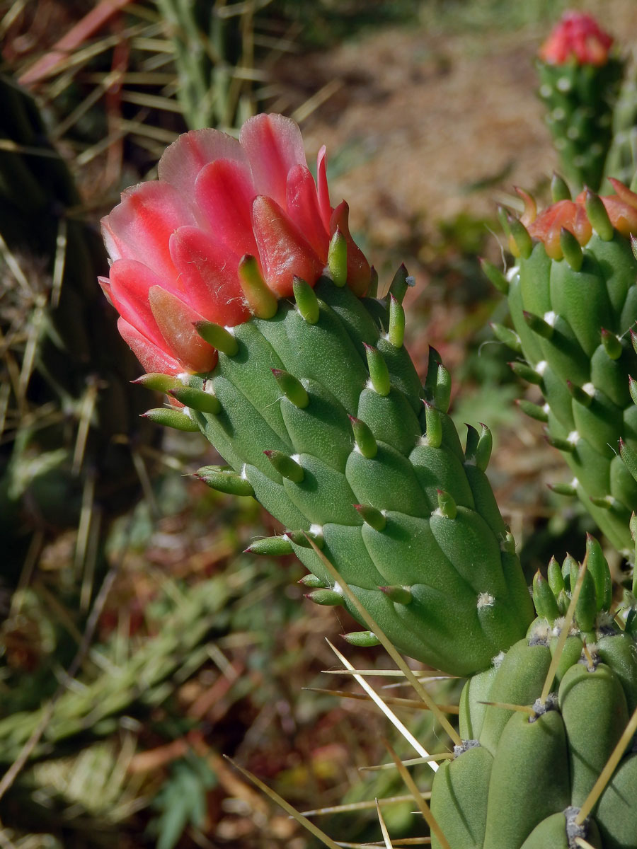 Opuncie větevnatá (Austrocylindropuntia subulata (Muehlenpf.)