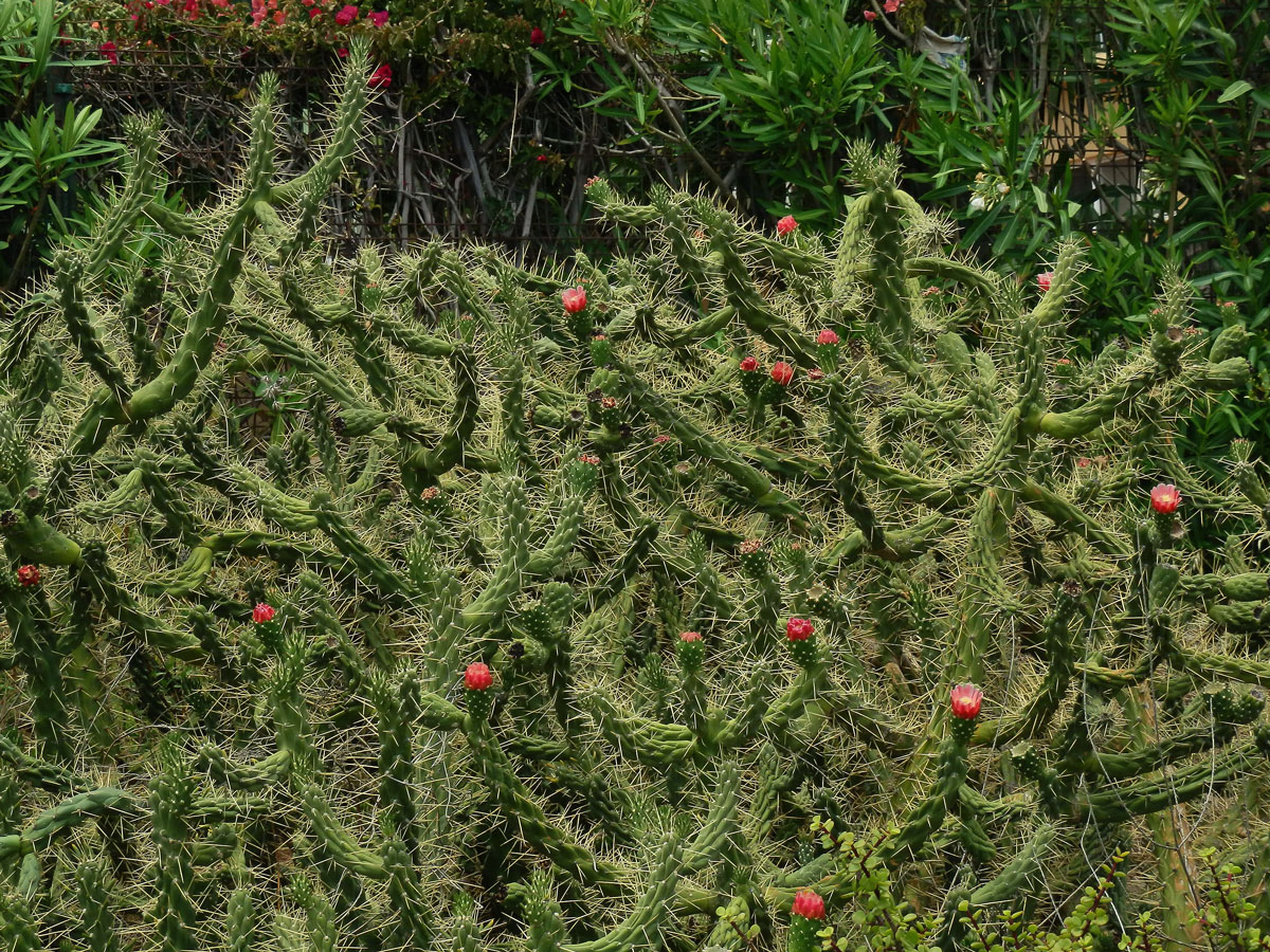 Opuncie větevnatá (Austrocylindropuntia subulata (Muehlenpf.)