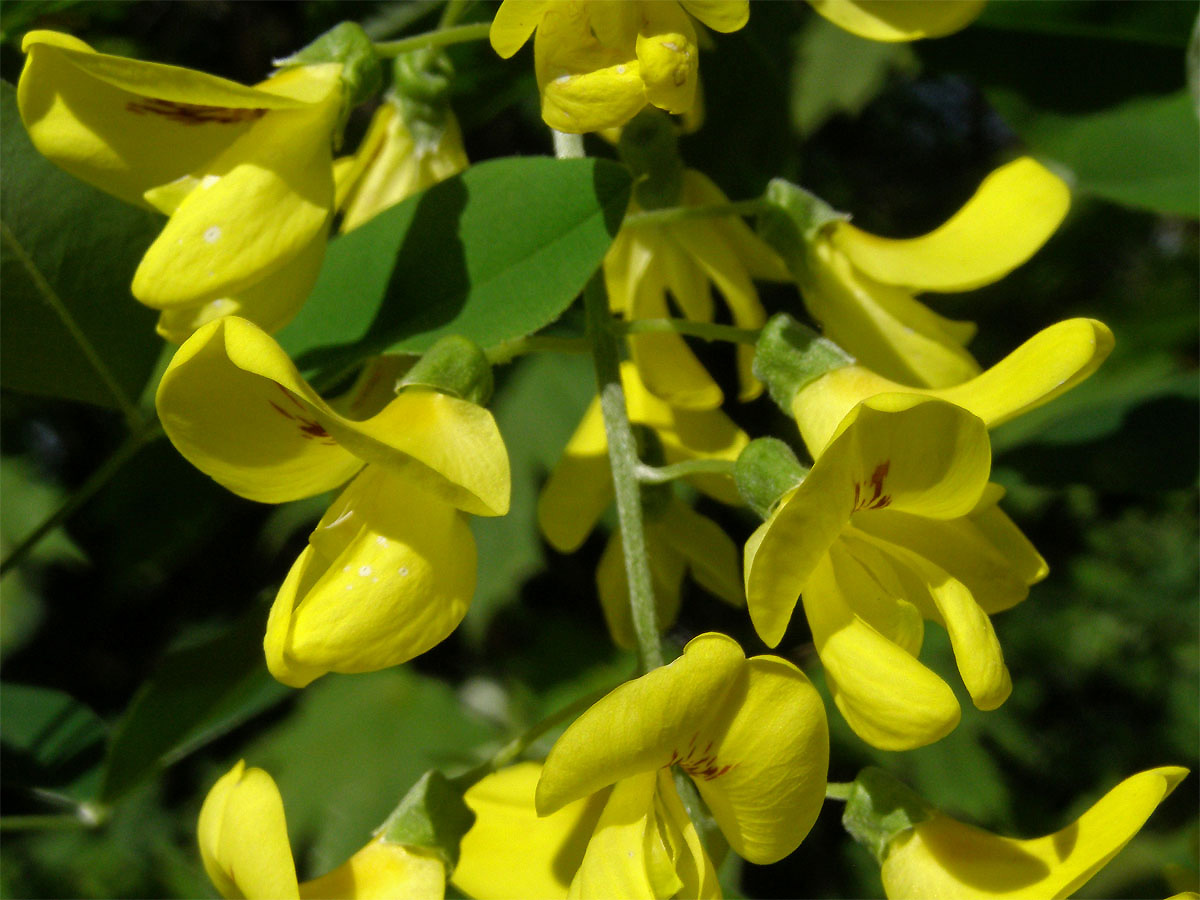 Štědřenec odvislý (Laburnum anagyroides Med.)