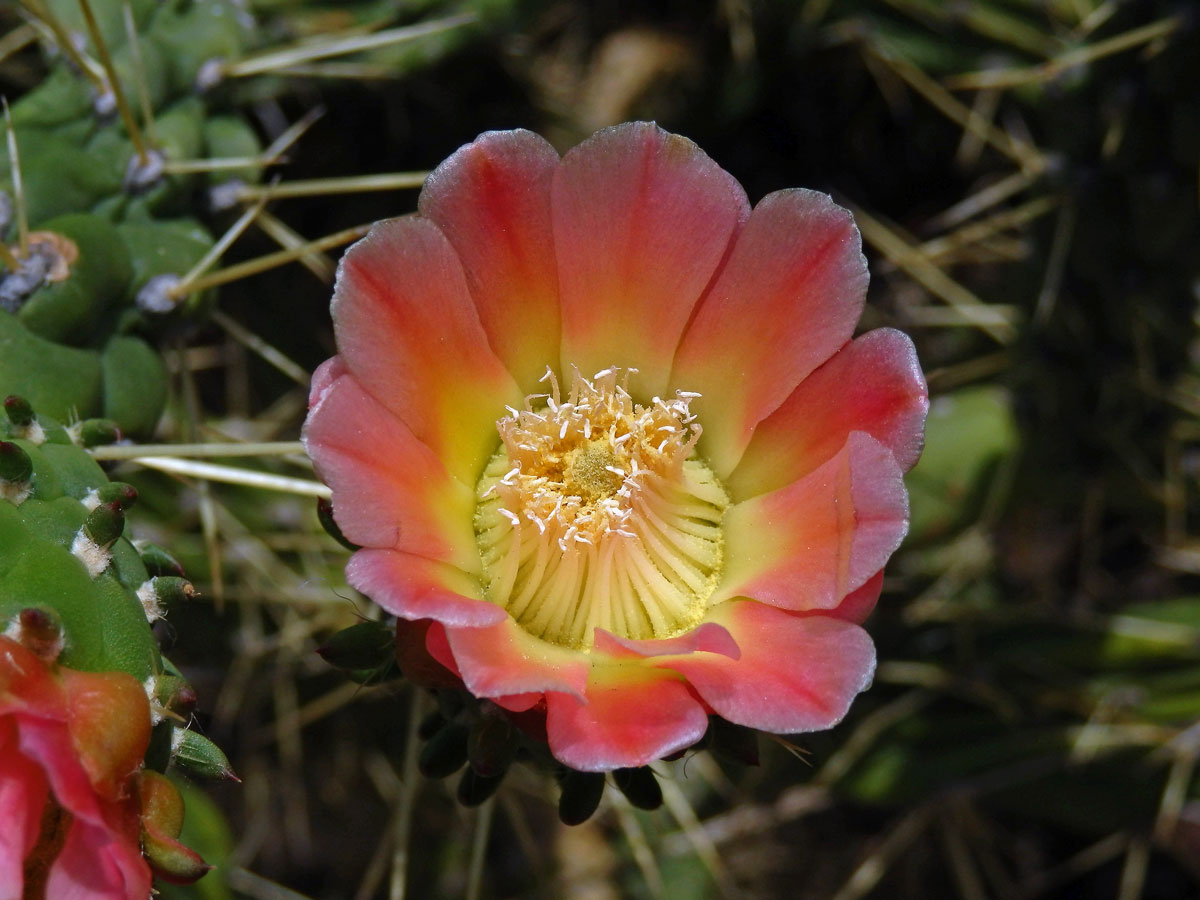 Opuncie větevnatá (Austrocylindropuntia subulata (Muehlenpf.)