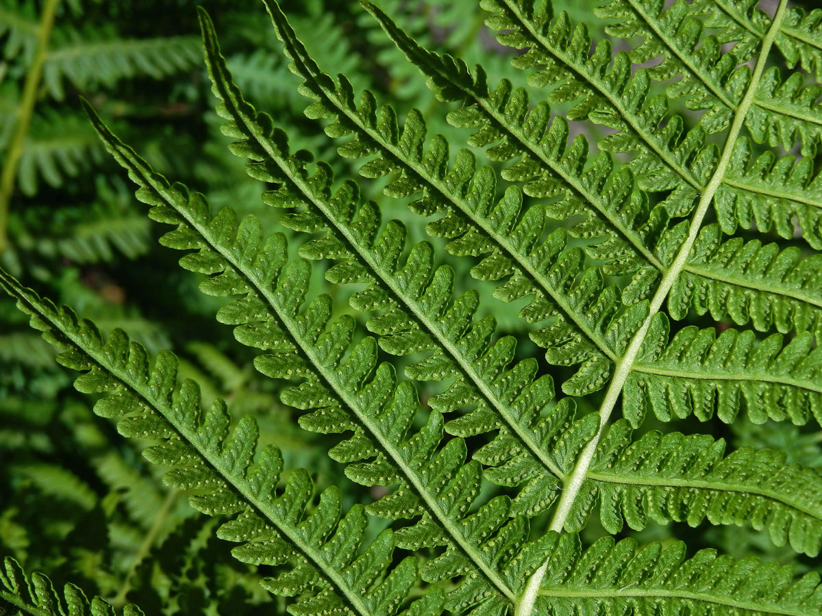 Pérnatec horský (Lastrea limbosperma (All.) Holub et Pouzar)