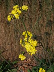 Jestřábník Zizův (Hieracium zizianum Tausch)