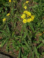 Jestřábník Zizův (Hieracium zizianum Tausch)