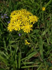 Jestřábník Zizův (Hieracium zizianum Tausch)