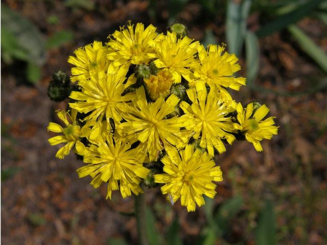 Jestřábník Zizův (Hieracium zizianum Tausch)