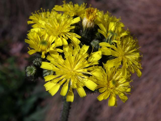 Jestřábník Zizův (Hieracium zizianum Tausch)