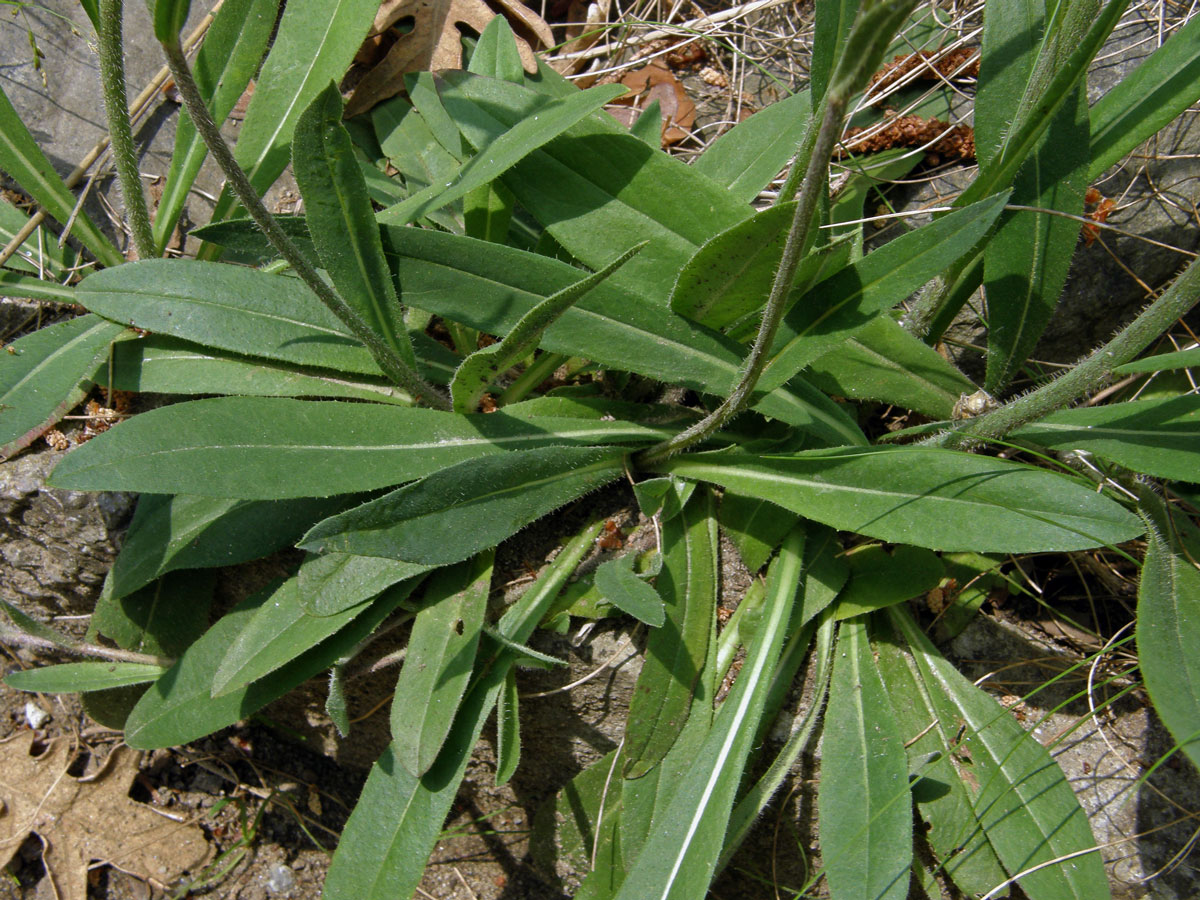 Jestřábník Zizův (Hieracium zizianum Tausch)