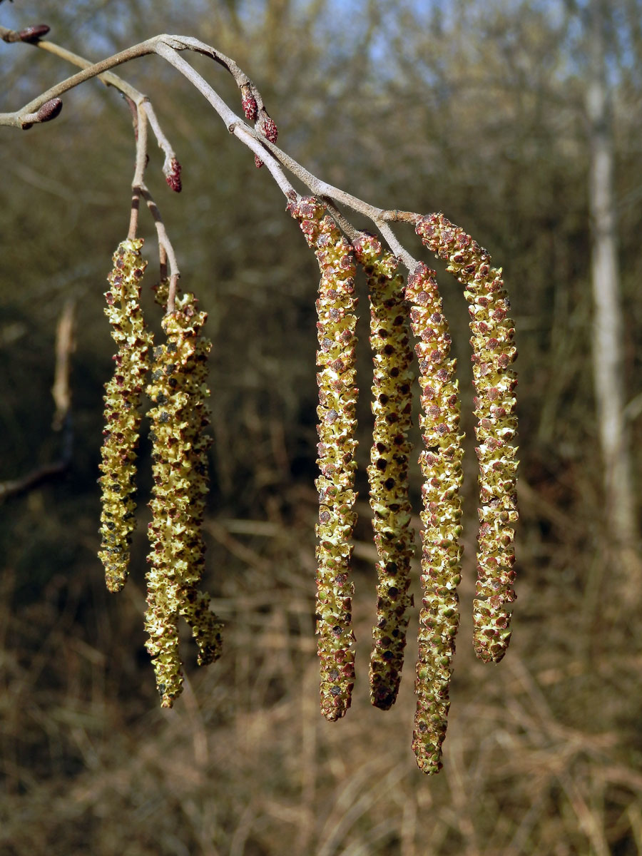 Olše šedá (Alnus incala (L.) Moench)