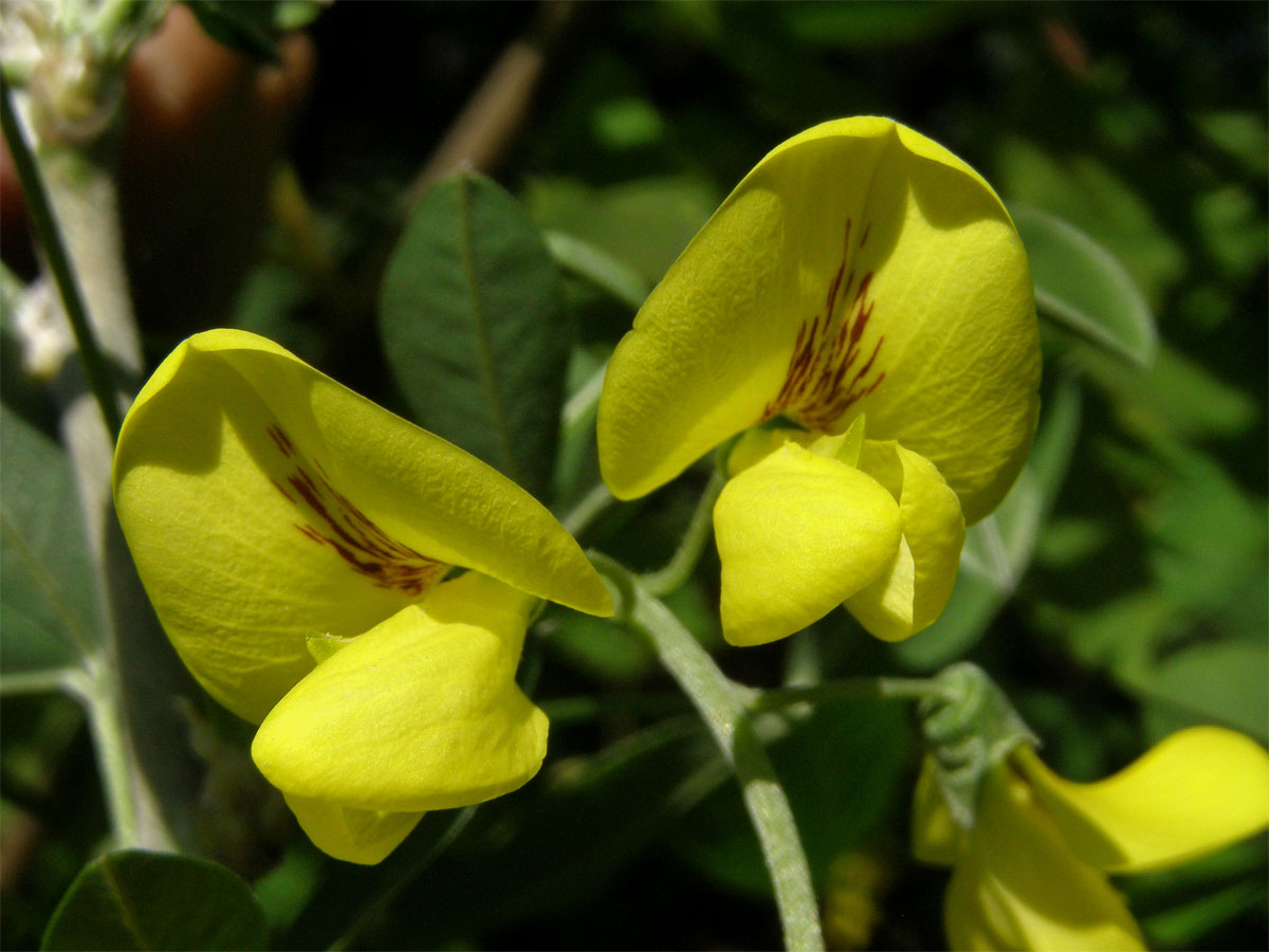 Štědřenec odvislý (Laburnum anagyroides Med.)