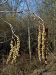 Olše šedá (Alnus incala (L.) Moench)