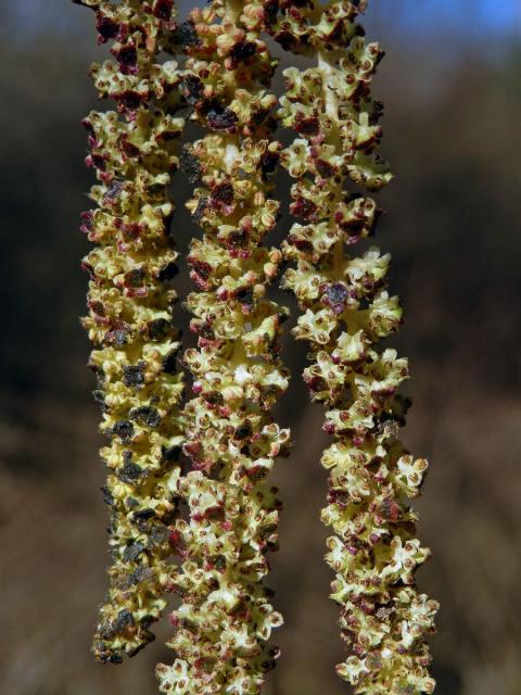 Olše šedá (Alnus incala (L.) Moench)