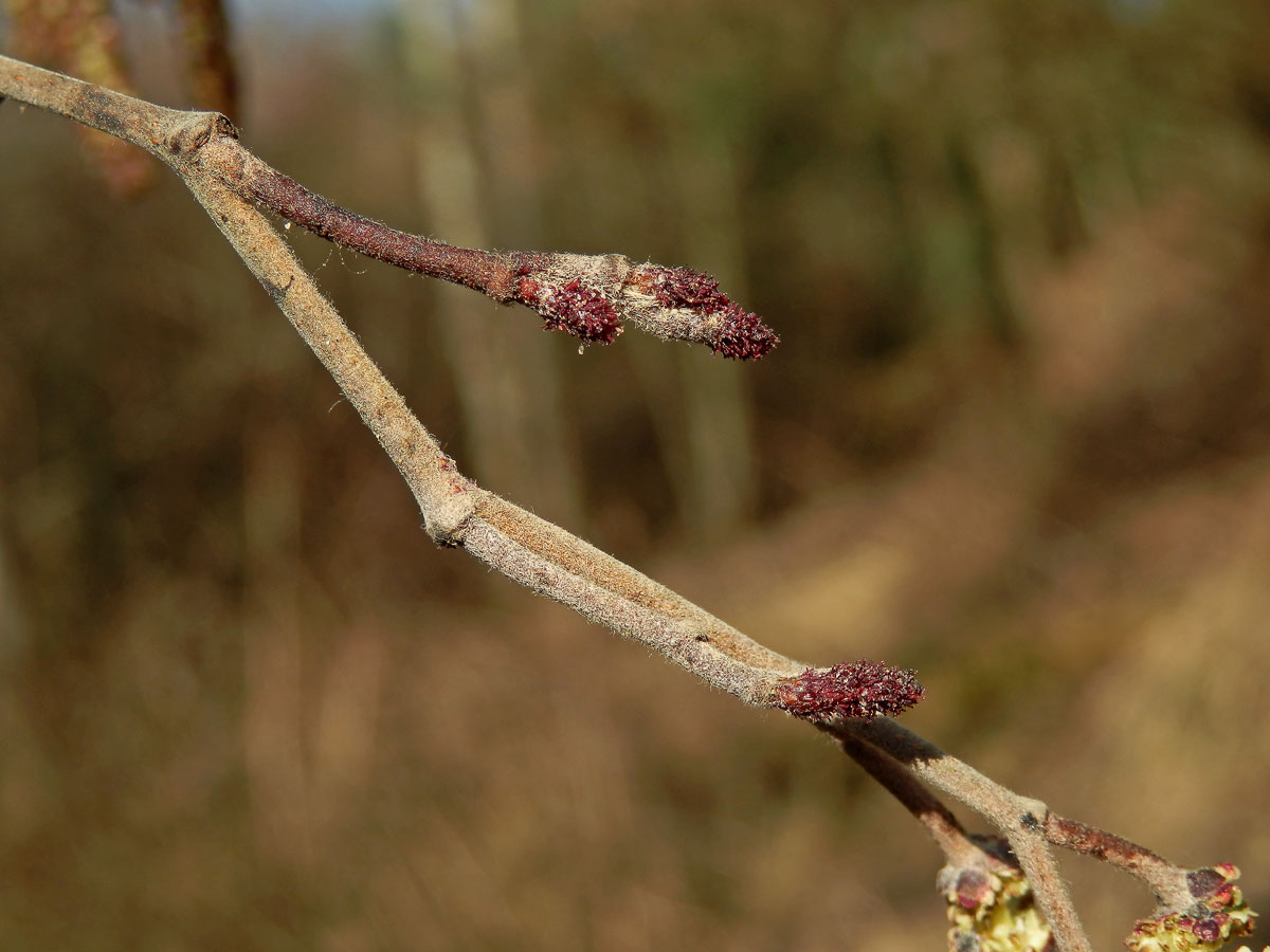 Olše šedá (Alnus incala (L.) Moench)