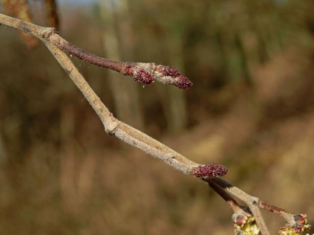 Olše šedá (Alnus incala (L.) Moench)