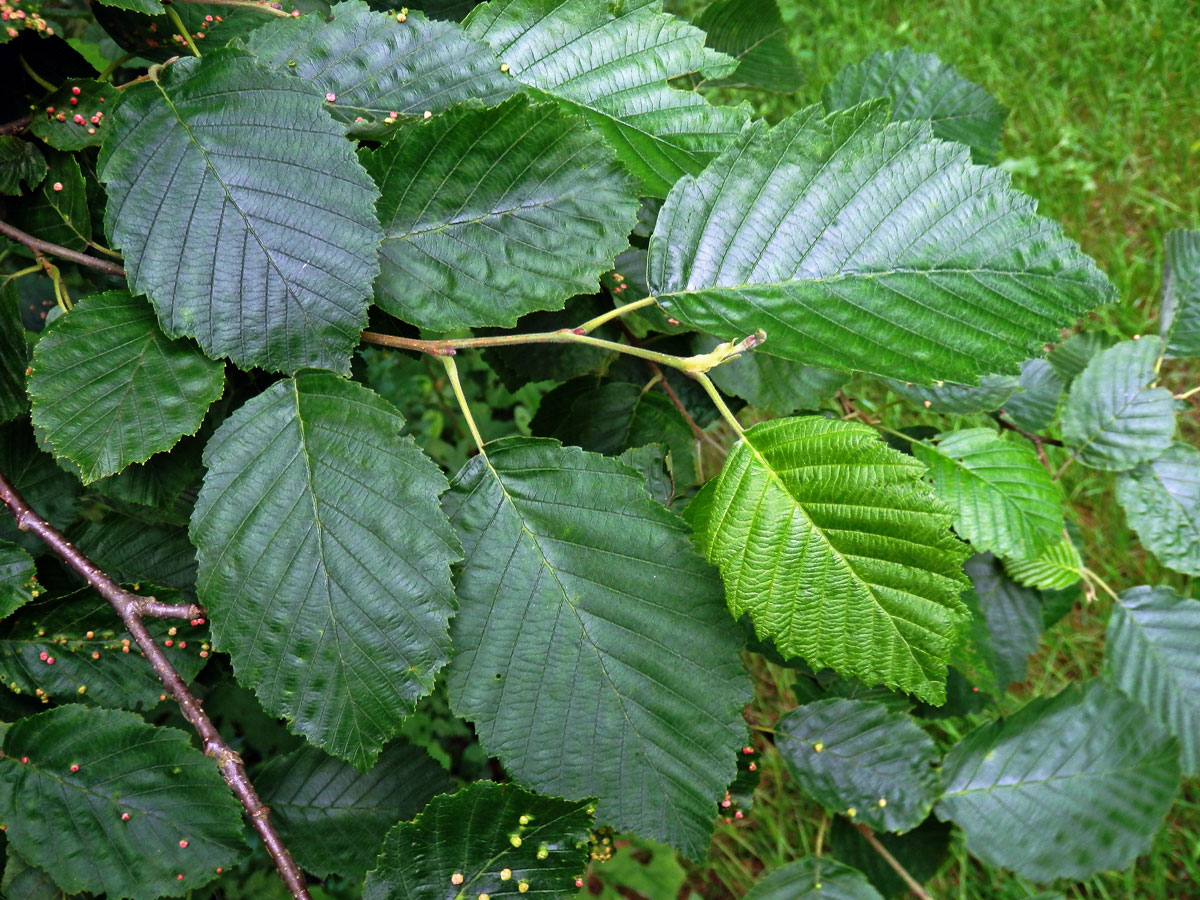 Olše šedá (Alnus incala (L.) Moench)