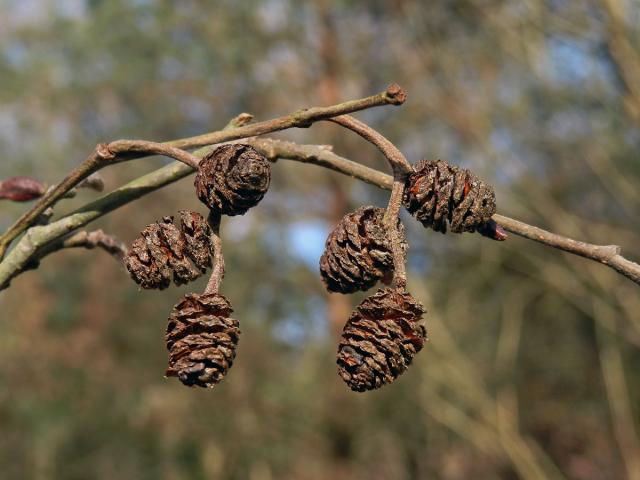 Olše šedá (Alnus incala (L.) Moench)