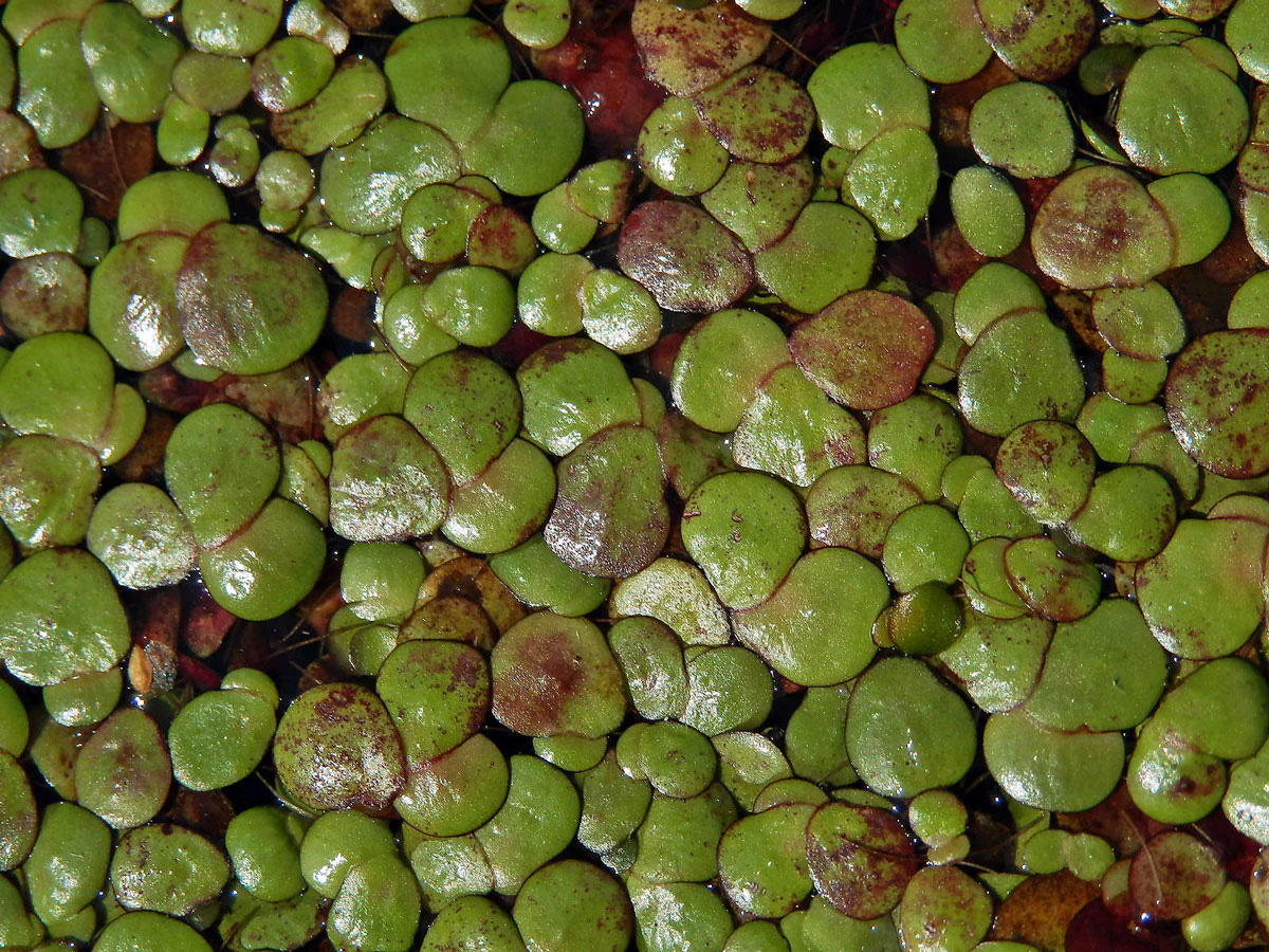 Závitka mnohokořenná (Spirodela polyrhiza (L.) Schleid.)