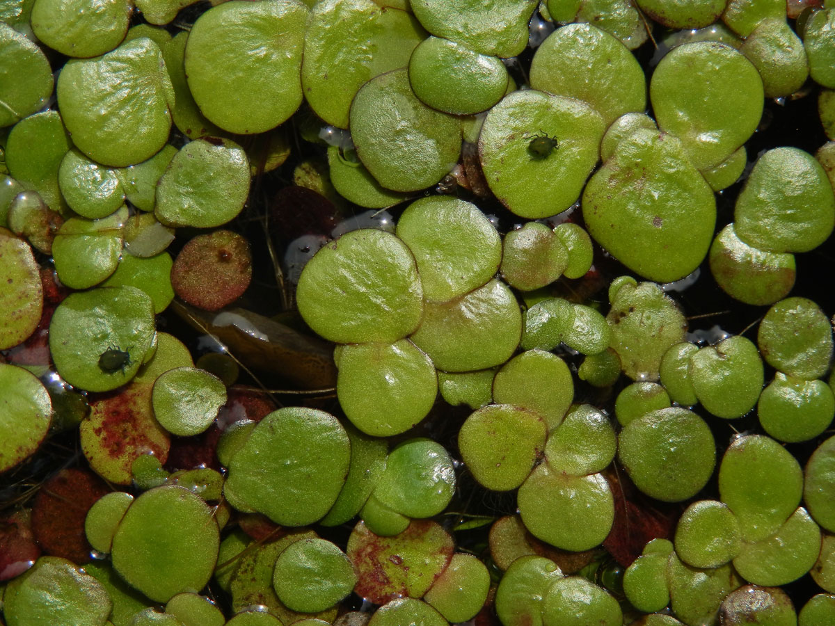 Závitka mnohokořenná (Spirodela polyrhiza (L.) Schleid.)