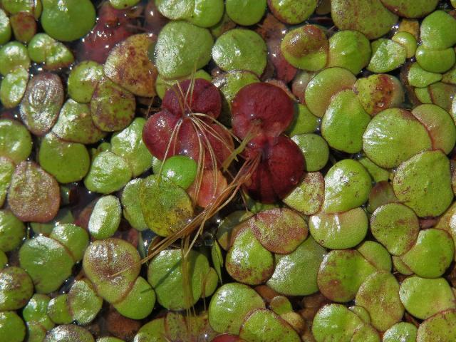 Závitka mnohokořenná (Spirodela polyrhiza (L.) Schleid.)