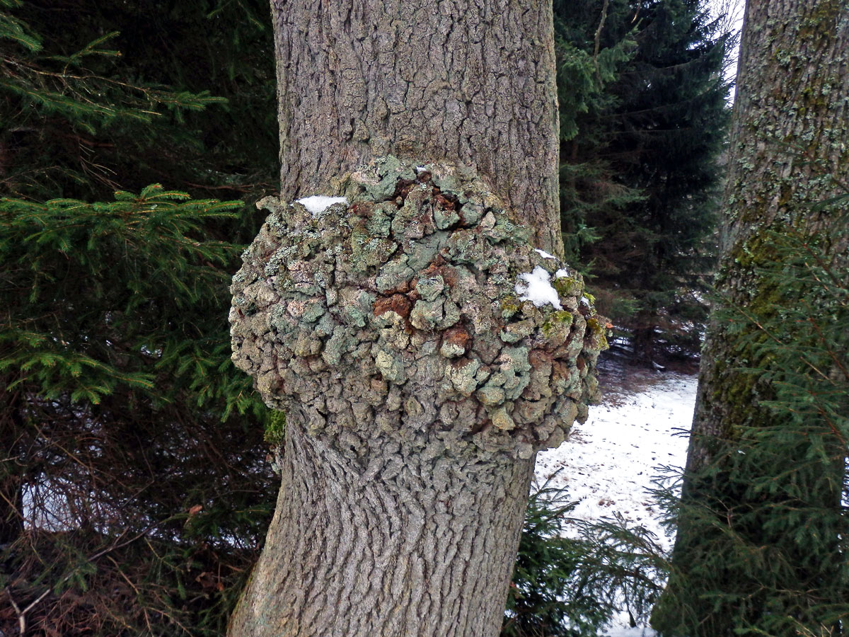 Nádor na dubu letním (Quercus robur L.) (16a)