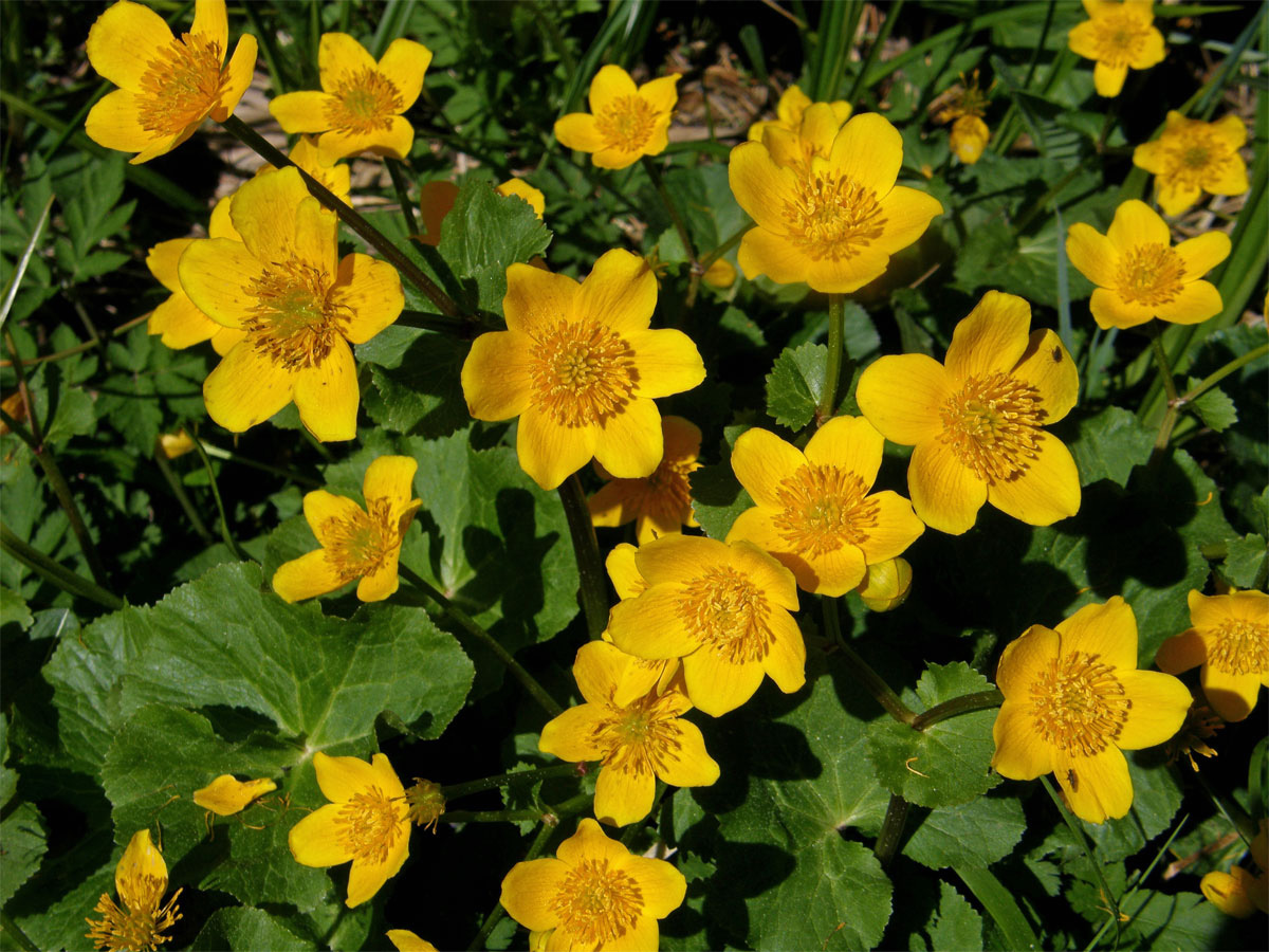 Blatouch bahenní (Caltha palustris L.)