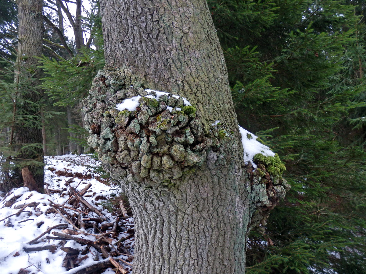 Nádor na dubu letním (Quercus robur L.) (16b)